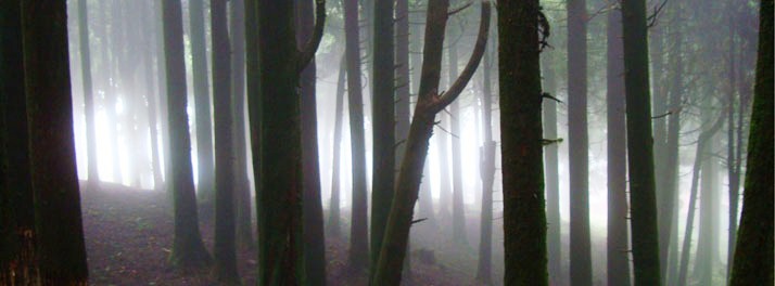 1771/The Riverwood Forest Retreats - Dooars 14.jpg